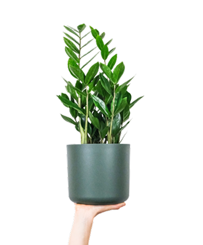 Featured Plant